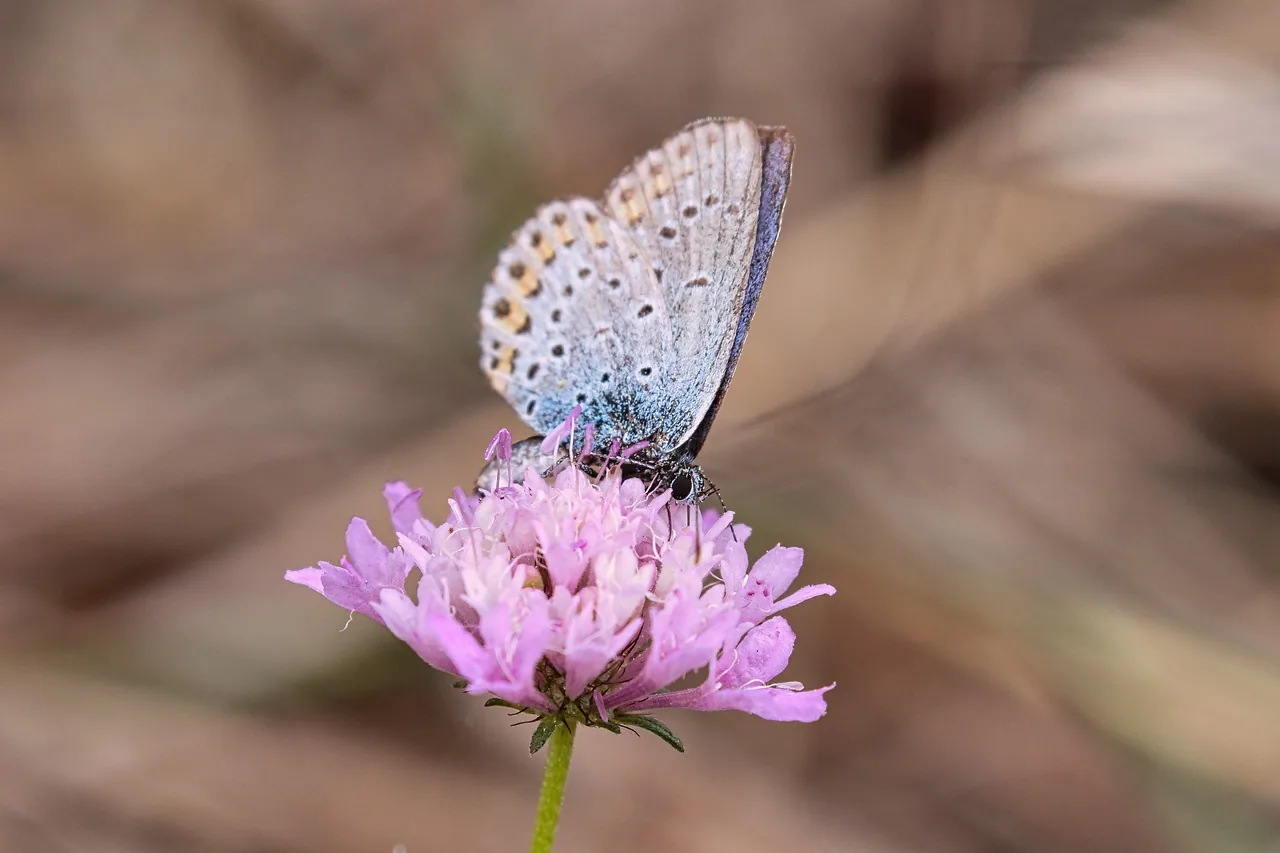 Blauer Schmetterling auf einer rosa Blüte