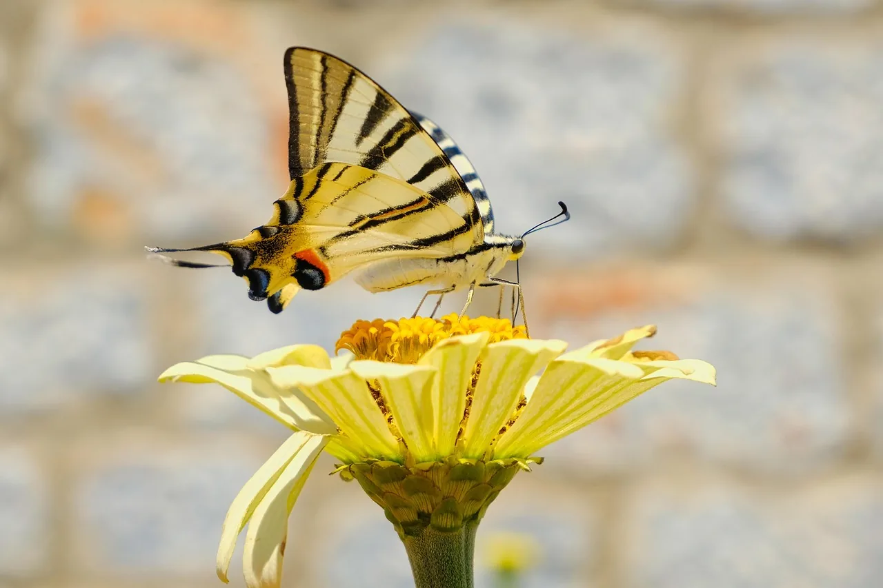 Schwalbenschwanz-Schmetterling auf einer hellen Blüte