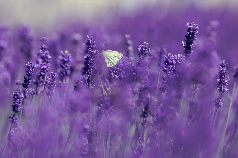 Weißer Schmetterling in einem violetten Lavendelfeld