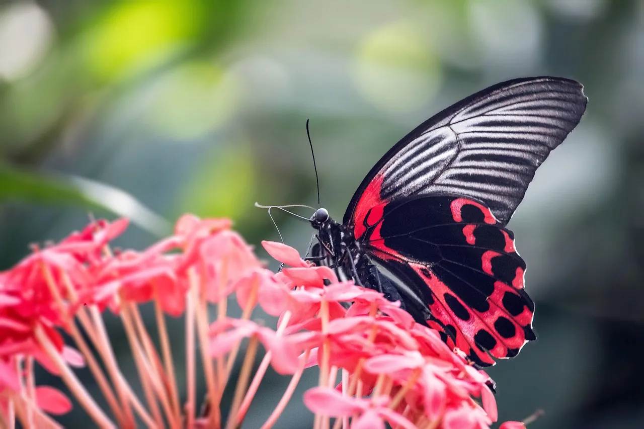 Roter Schmetterling auf leuchtenden Blüten