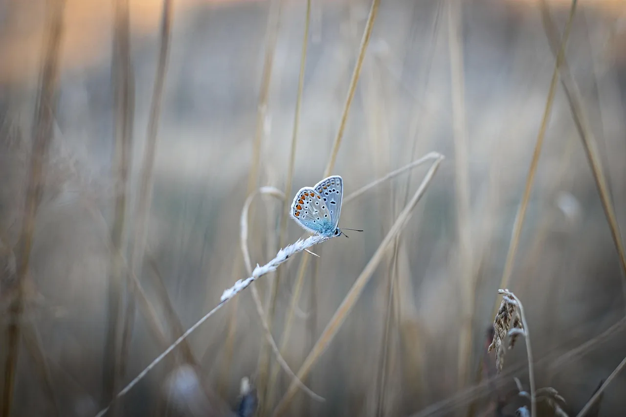 Zarter blauer Schmetterling auf einem Grashalm im Morgenlicht