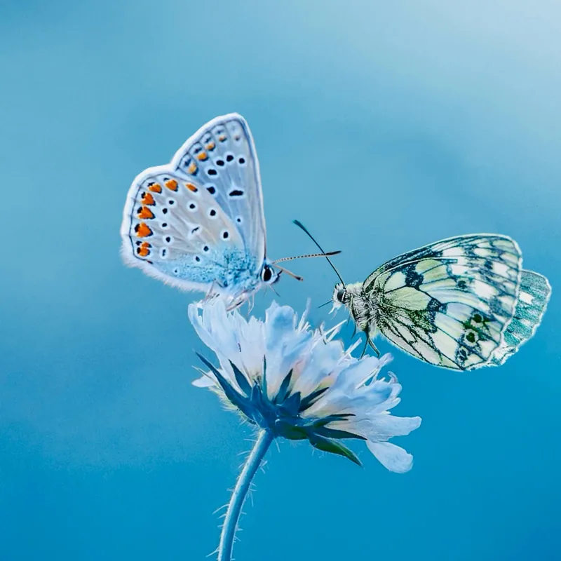 Zwei Schmetterlinge begegnen sich auf einer Blüte vor blauem Himmel