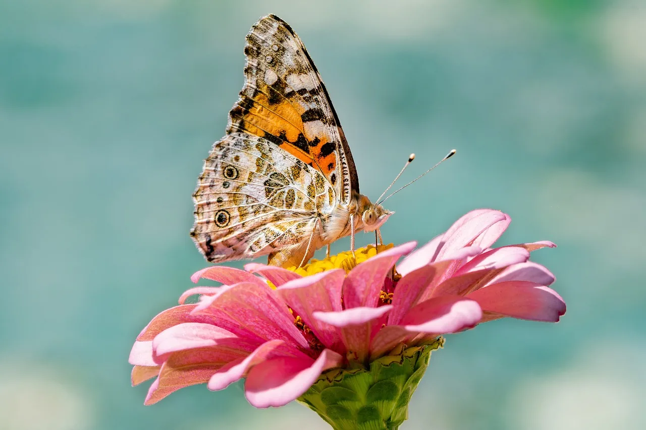 Schmetterling auf einer rosa Zinnie vor türkisfarbenem Hintergrund
