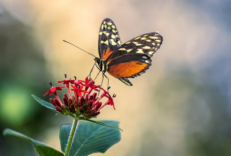 Schmetterling auf einer roten Blüte im warmen Gegenlicht